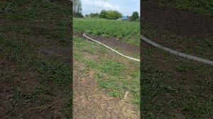 ПОЛИВНОЙ ПО КАРТОФЕЛЮ МОТОПОМПА МП 800 Б