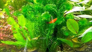 #Аквариумные_растения Элодея денса