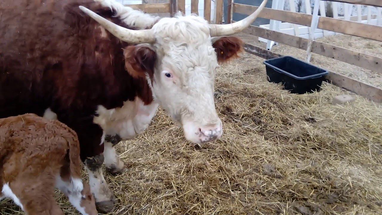 Герефорд-сирота обрел свою маму!