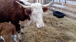 Герефорд-сирота обрел свою маму!