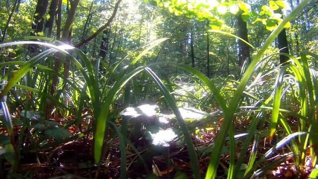 Релакс видео для фона HD. Звуки леса. Утро в лесу. Успокаиваюшая музыка для сна.