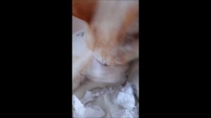 Новости не понравились котику...