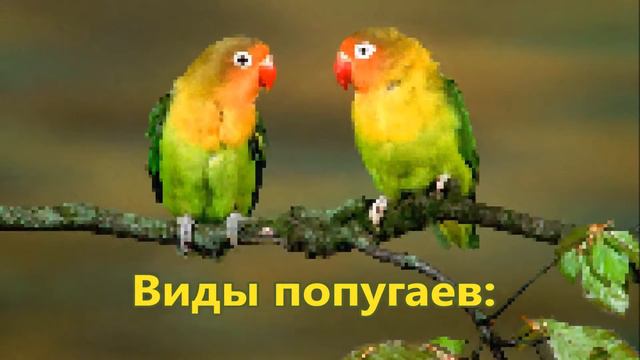 Попугаи смотреть онлайн