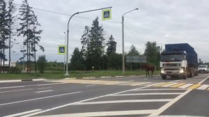 47news: Лошадка на Киевском шоссе