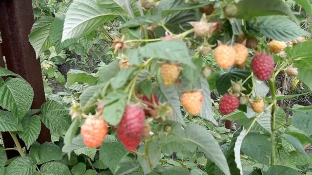 А что на даче? Давно не были. Обзор дачи от 23. 08. 2020. смотреть онлайн