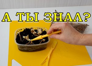 Размножаем ЛИЛИИ ЧЕШУЙКАМИ: просто и бесплатно 💮💮💮