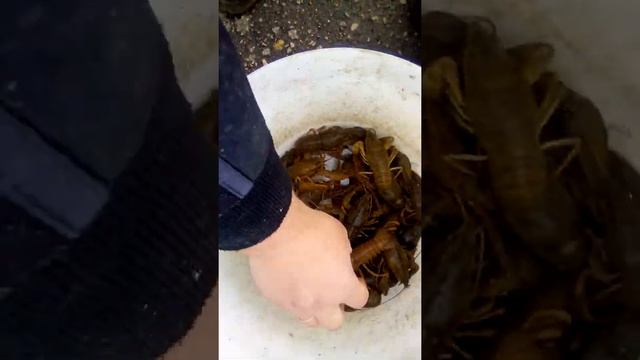 Сортировка рака!!! От маленького до гиганта!! Запускаю в свой пруд!! смотреть онлайн