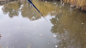 Хорошая Осенняя Рыбалка в Дагестане в Частном Пруду ?Рыбалка в Дагестане?