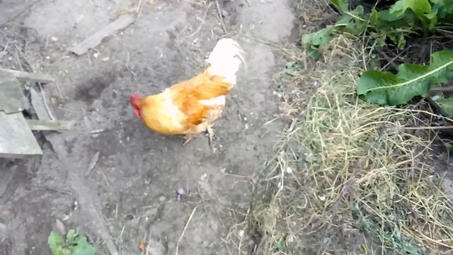 Петух в петушарне смотреть онлайн