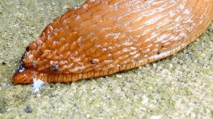 СЛИЗЕНЬ - SLUG -это улитка без раковины)А вы это знали?
