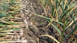 Лучший озимый сорт чеснока – Софиевский!