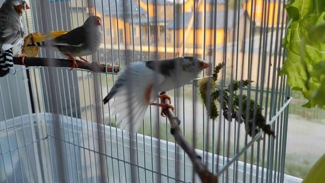 Зебровые амадины. Птенец пробует колоски смотреть онлайн