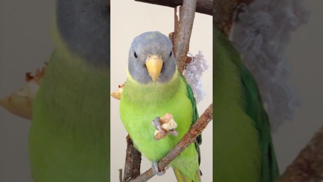 Ш у р а Сливоголовый попугай (Psittacula cyanocephala) смотреть онлайн