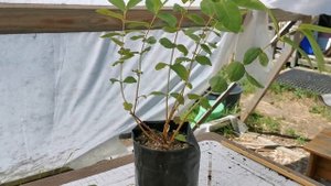 Как ПРАВИЛЬНО ОБРЕЗАТЬ КУСТ ЖИМОЛОСТИ для больших урожаев крупной ягоды