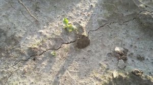 Нечастые находки на полях. Коп в полях.