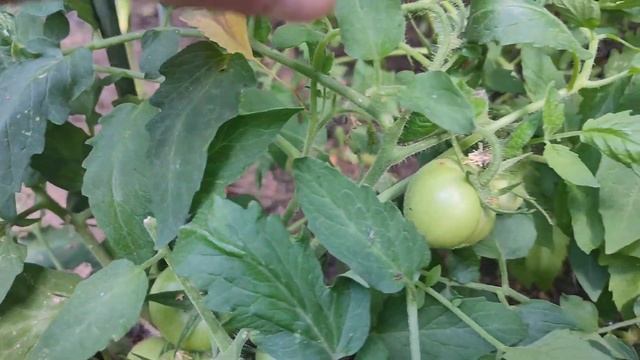 Урожайные сорта томатов для открытого грунта. Сорт томатов Яблоки на снегу обзор смотреть онлайн