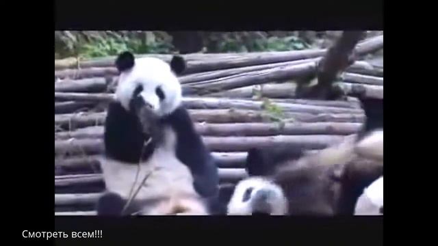 лучший прикол с пандой