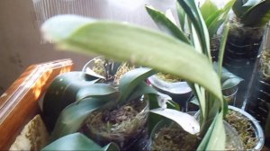 Возвращение к брошенным орхидеям.....