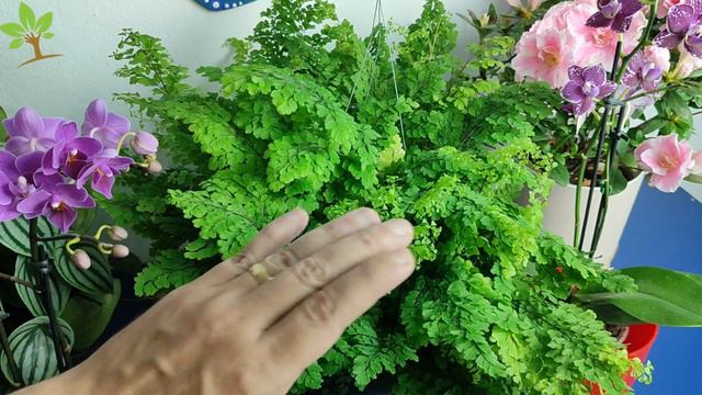 Apenas 1 folha dessa planta vale uma mina de ouro (Você sabia disso?) смотреть онлайн