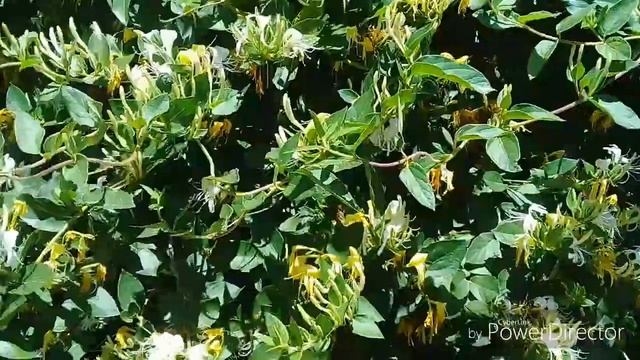 Жимолость - цветущая радость смотреть онлайн