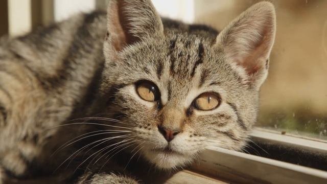 Sound For Cats / Frantic Meowing Of Cats / Turn It On And See For Yourself!