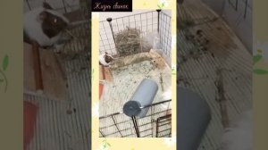 стоит ли заводить морскую свинку? ?/что делать? вопросы / ответы для новичка ?