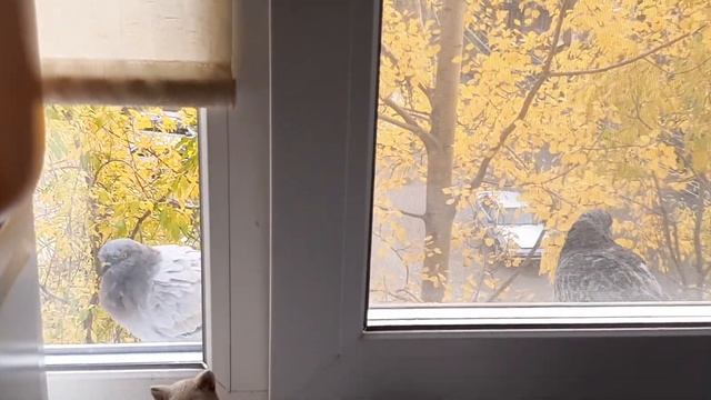 Не одинокий голубь за окном.голубиная почта смотреть онлайн