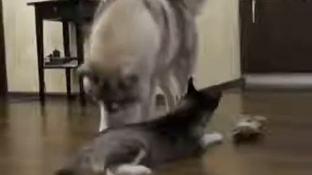 Самые прикольные домашние животные