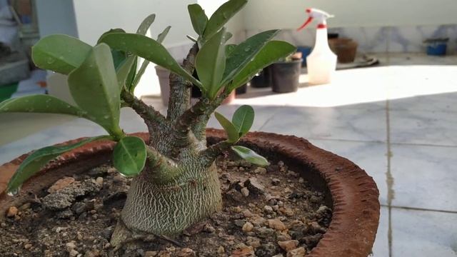 Adenium arabicum yak soudi hybrid form смотреть онлайн