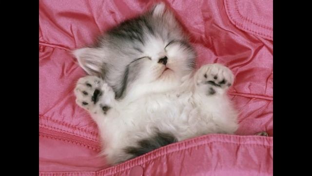 самые красивые котята в мире