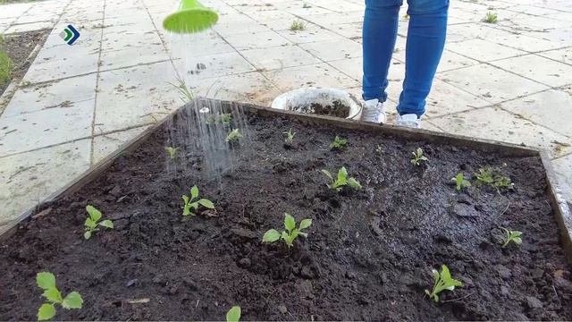 Работа курьером – самая популярная для подработок среди школьников 14-17 лет