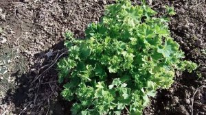 Манжетка  -  женская трава.