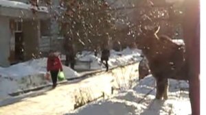 Лоси в городе Заречный Пензенской области