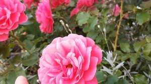 Роза Розариум Ютерсен/rose Rosarium Uetersen