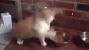 Кот бракованный попался)))