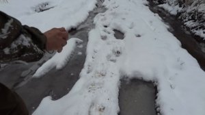 медведи ложаться в берлоги