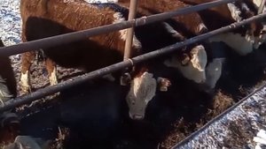 Быки Герефорды на продажу. КРС. Ферма. МЭЦ. Коровы.Россия