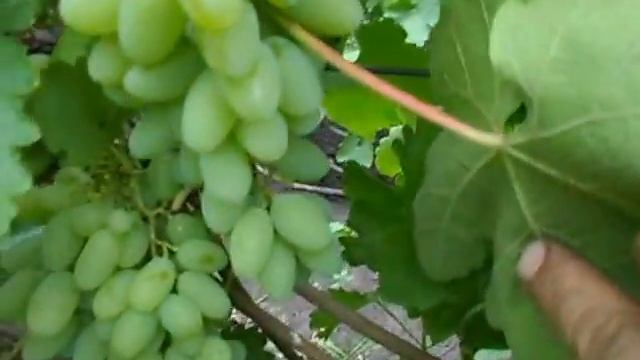 Сорт винограда Тимур. смотреть онлайн