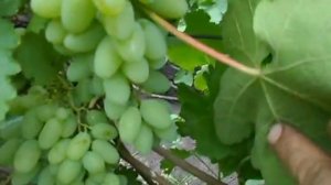 Сорт винограда Тимур.