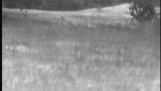 заяц в Катран 3Б смотреть онлайн