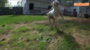 Порода собак  Бультерьер