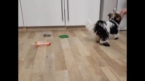 Как приучить щенка бивер йорка ходить в  ботинках.