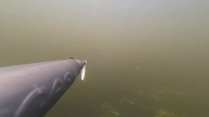 Подводная охота в Воронежской области р.Усманка
