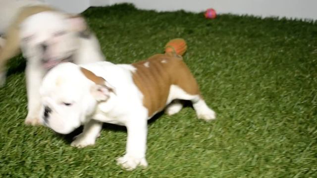 BULLCANES English Bulldog Breeder - Duchess - Frodo - Stefano смотреть онлайн