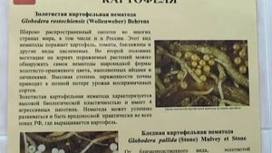 Обнаружена почва, заражённая нематодой