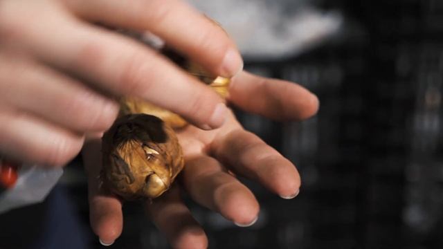 ? НОВЫЙ ЗАВОЗ ГОЛЛАНДСКИХ ЛУКОВИЦ | Лилии | Гладиолусы | Лютики |  Амариллисы  | AGROMARKEТ смотреть онлайн