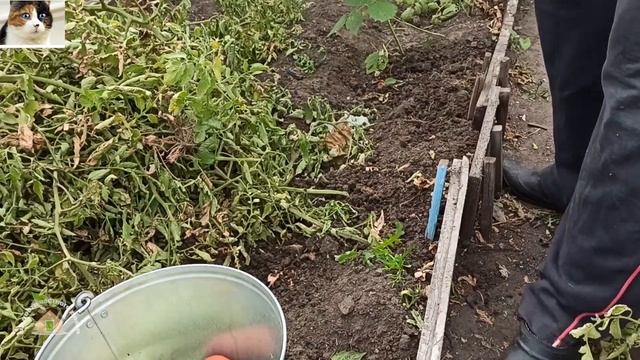 Когда собирать зеленые помидоры осенью на дозревание в открытом грунте и теплице