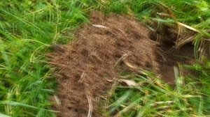 Огромная куча денег! Пляжный поиск на озере. Рекордный результат. Золотой Трофей! Коп в Германии!