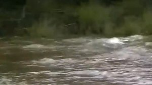 Рыба выпрыгивает из воды