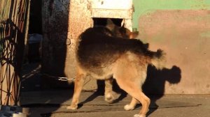 Глупый пёс ! Как же мешает ему хвост !